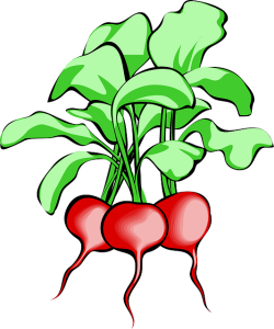 beet