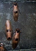roaches