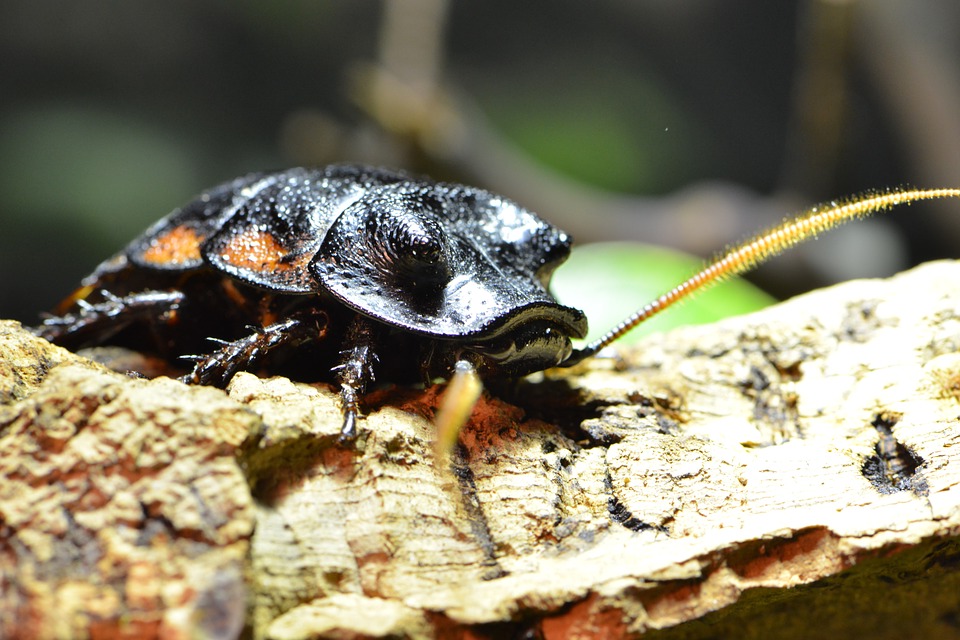 black bug