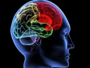brain
