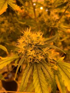 weed