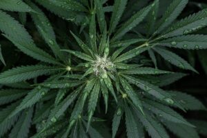 CBD flowers