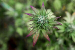 CBD flowers