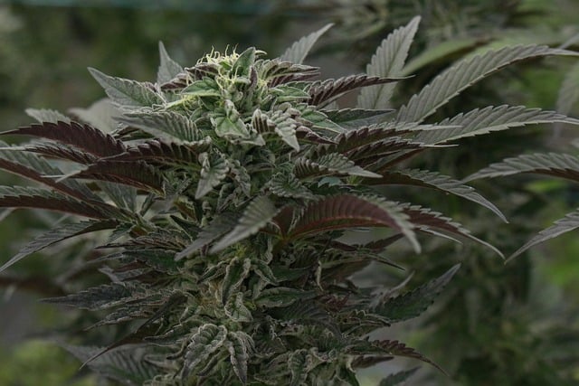 CBD flowers